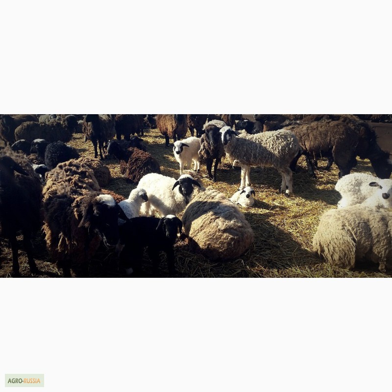 Фото 2. Продам овец и баранов