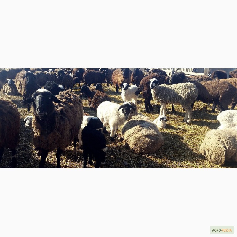 Фото 3. Продам овец и баранов