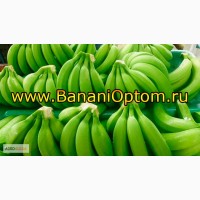 Бананы крупным оптом и мелким Cavendish Premium в России из Эквадора от производителя