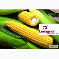 Семена гибридов кукурузы ЛГ 3395 (ФАО 390)