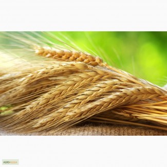 Продам: Семена пшеницы Тризо, РС1, ЭС
