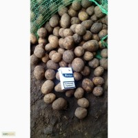 Продаем картофель сорт Гала