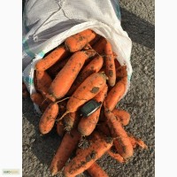 Продаем Морковь КОРДОБА супер качество