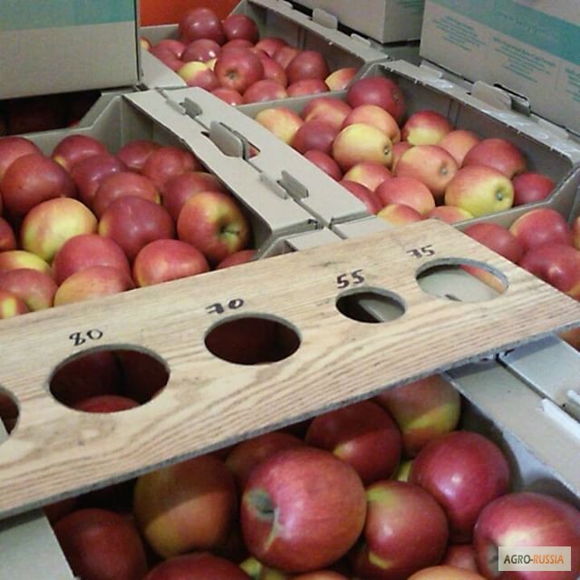 Фото 3. Продаем яблоки