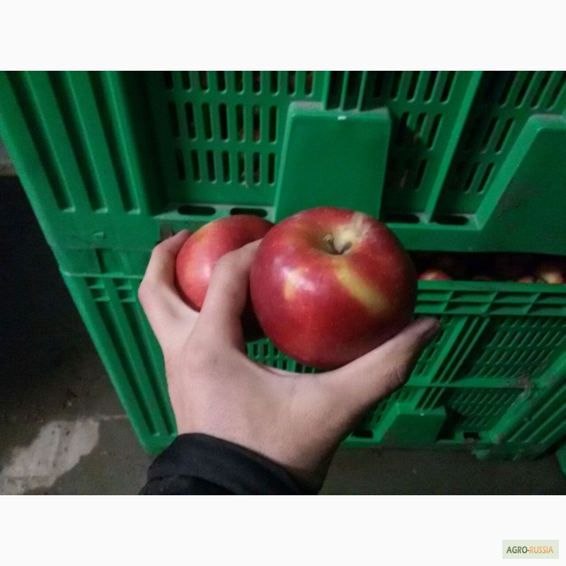 Фото 4. Продаем яблоки
