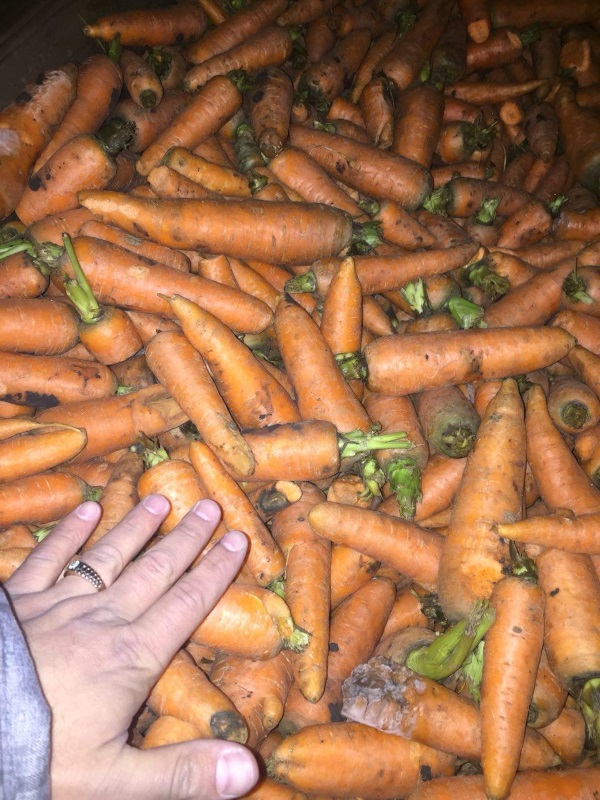 Фото 4. Морковь кормовая мытая оптом