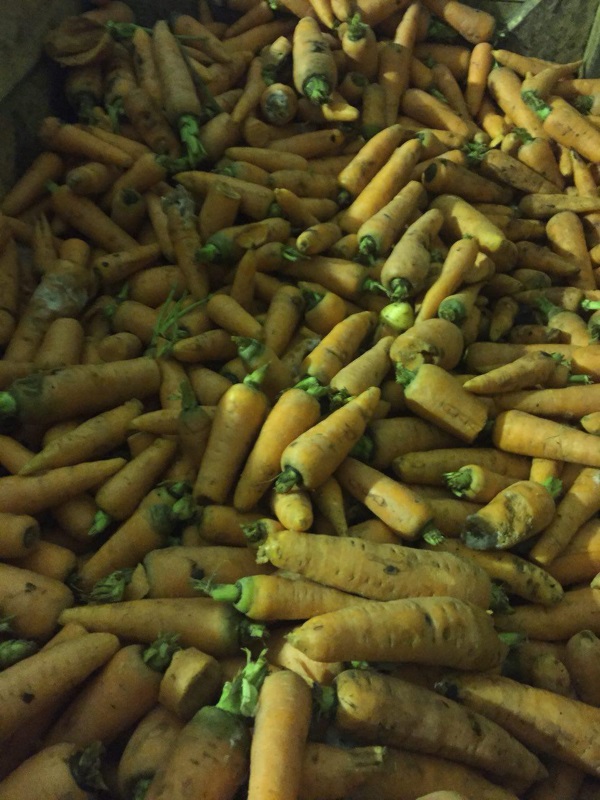 Морковь кормовая мытая оптом