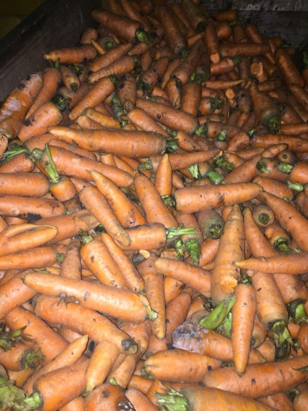 Фото 2. Морковь кормовая мытая оптом