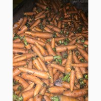 Морковь кормовая мытая оптом