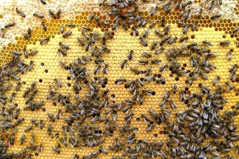 Фото 2. Серые горные кавказские пчёлы (кавказянки) пчелопакеты и пчелосемьи (уже в С-Петербурге)