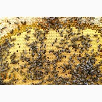 Серые горные кавказские пчёлы (кавказянки) пчелопакеты и пчелосемьи (уже в С-Петербурге)