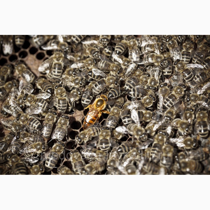Фото 3. Серые горные кавказские пчёлы (кавказянки) пчелопакеты и пчелосемьи (уже в С-Петербурге)