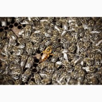 Серые горные кавказские пчёлы (кавказянки) пчелопакеты и пчелосемьи (уже в С-Петербурге)