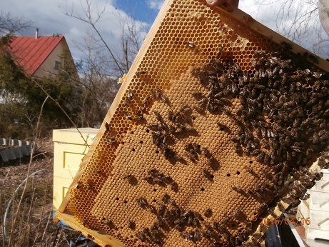Фото 4. Серые горные кавказские пчёлы (кавказянки) пчелопакеты и пчелосемьи (уже в С-Петербурге)