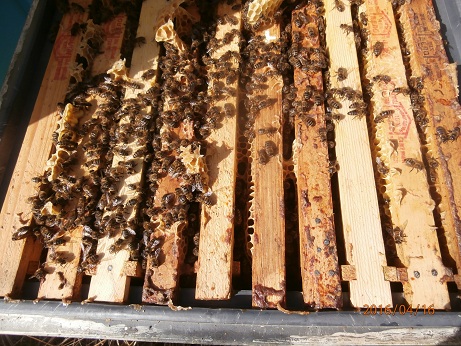 Фото 5. Серые горные кавказские пчёлы (кавказянки) пчелопакеты и пчелосемьи (уже в С-Петербурге)