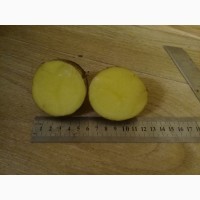 Картофель оптом в больших объемах