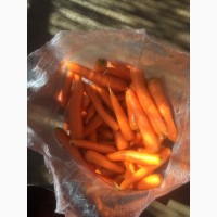 Продам морковь из Египта