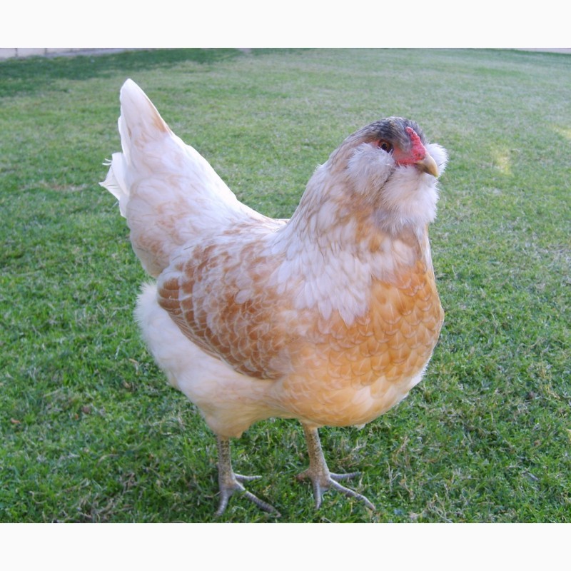 Амераукана цыплята фото различие по полу