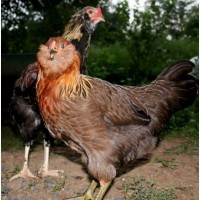 Амераукана инкуб яйцо цыплята молодки