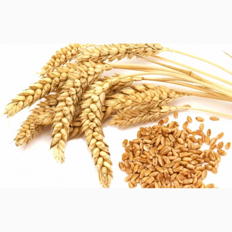 Фото 2. Закупаем пшеницу на экспорт