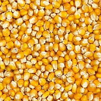 Кукуруза семена
