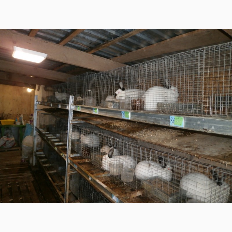 Фото 4. Продаю кроликов Калифорнийской породы