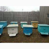 Продам пчелосемьи (Карпатка) 9 шт.Тверская область