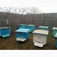 Продам пчелосемьи (Карпатка) 9 шт.Тверская область