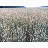 Семена озимой пшеницы Черноземка 130 Элита урожая 2021 года