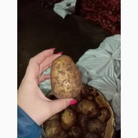 Картофель доставка