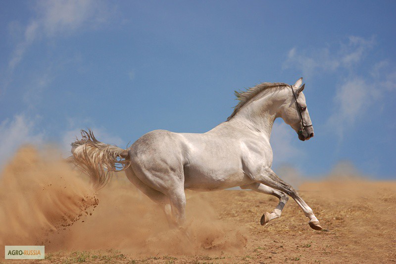 Фото 2. Предлагаются к продаже лошади ахалтекинской породы