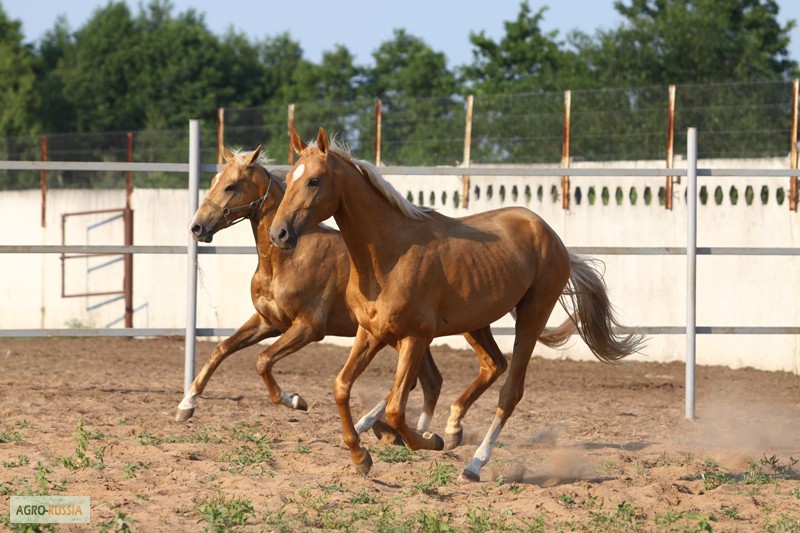 Фото 7. Предлагаются к продаже лошади ахалтекинской породы