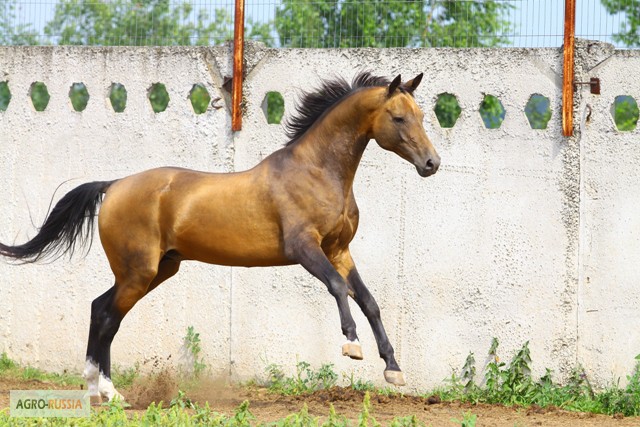 Фото 8. Предлагаются к продаже лошади ахалтекинской породы