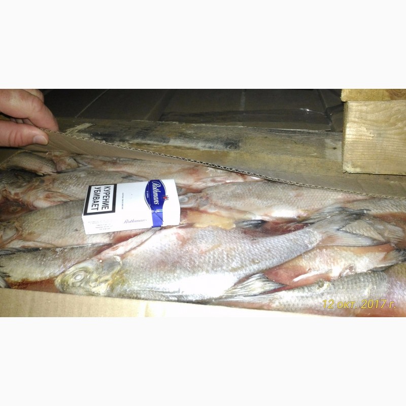 Фото 2. Продам замороженную рыбу из Астрахани