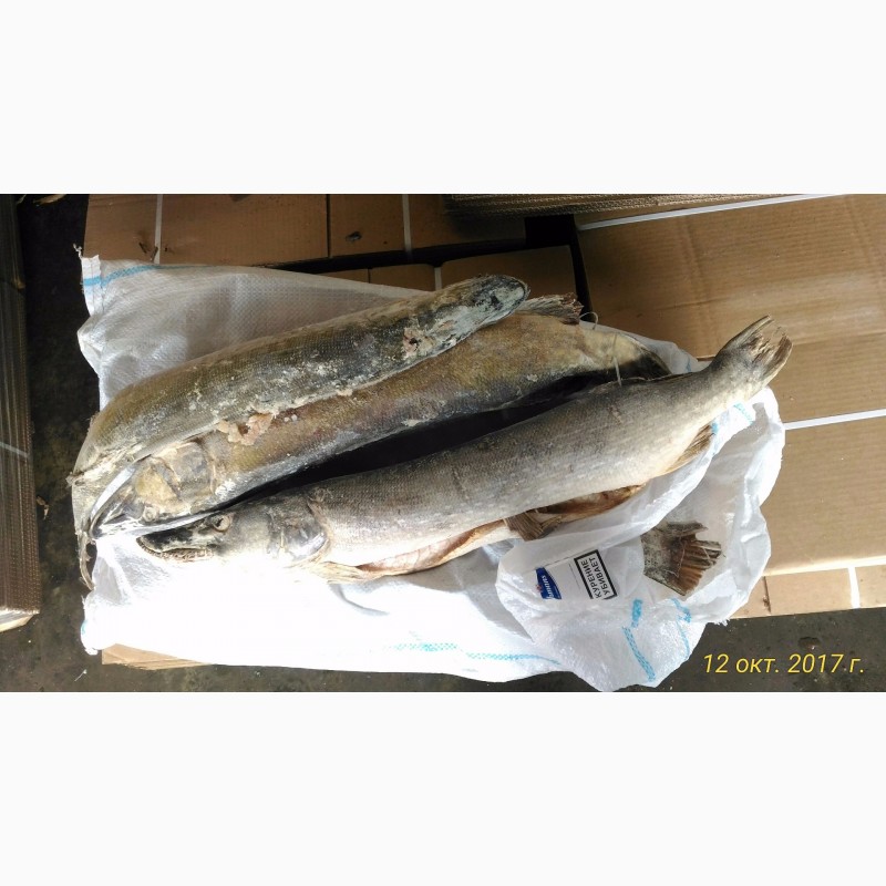 Фото 3. Продам замороженную рыбу из Астрахани