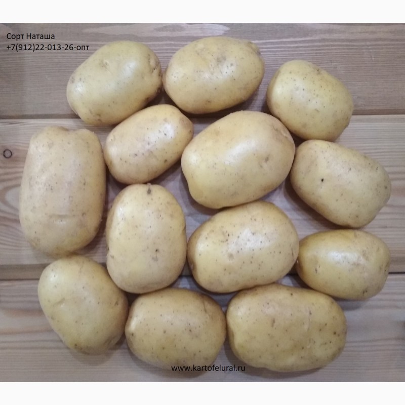 Фото 9. Продам продовольственный картофель. С НДС и без