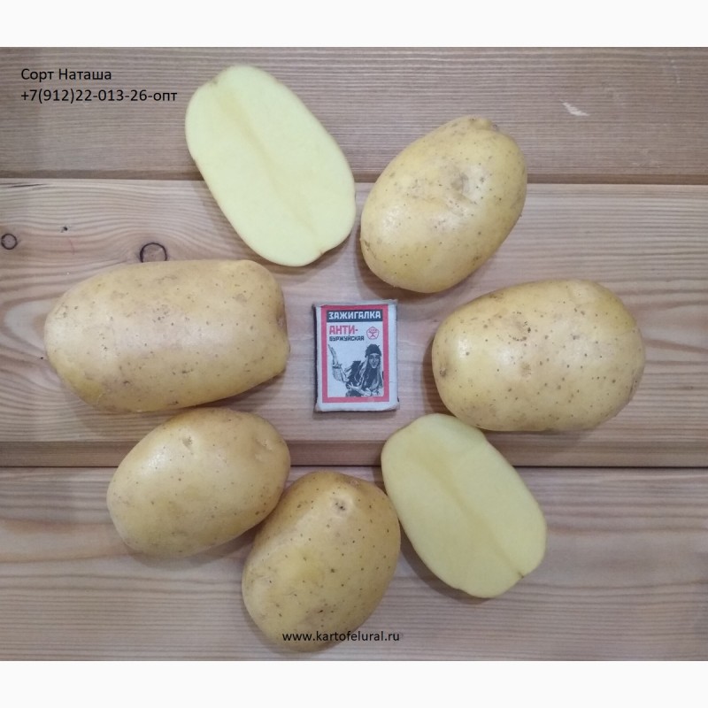 Фото 11. Продам продовольственный картофель. С НДС и без