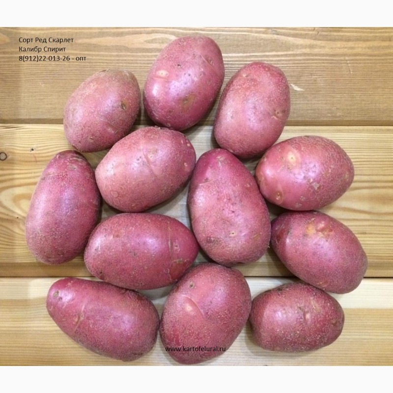 Фото 2. Продам продовольственный картофель. С НДС и без
