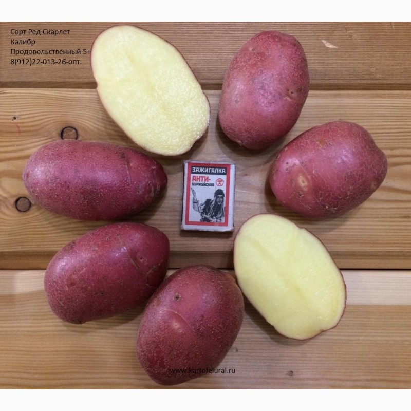 Фото 3. Продам продовольственный картофель. С НДС и без