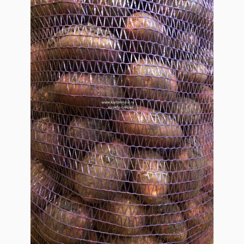 Фото 4. Продам продовольственный картофель. С НДС и без