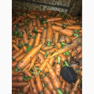 Морковь мытая второго сорта оптом