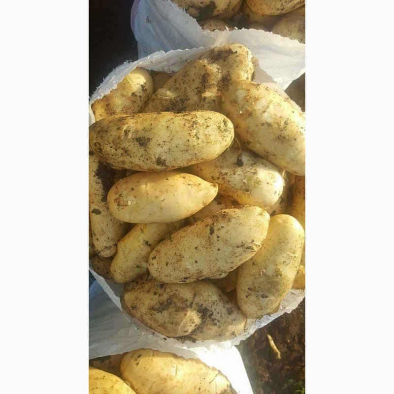 Фото 17. Египетский картофель