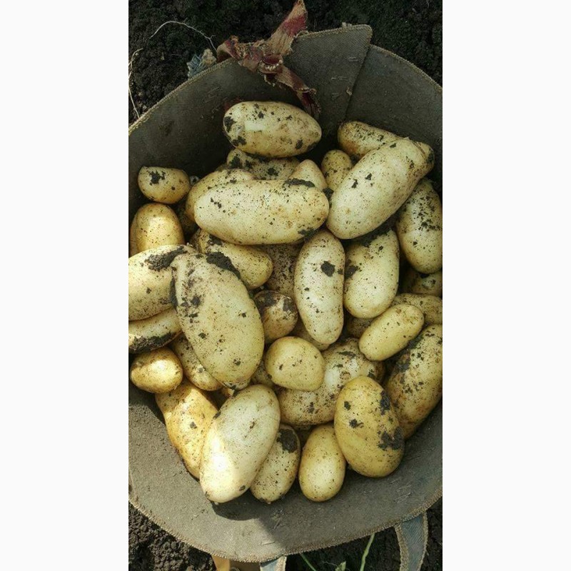 Фото 18. Египетский картофель