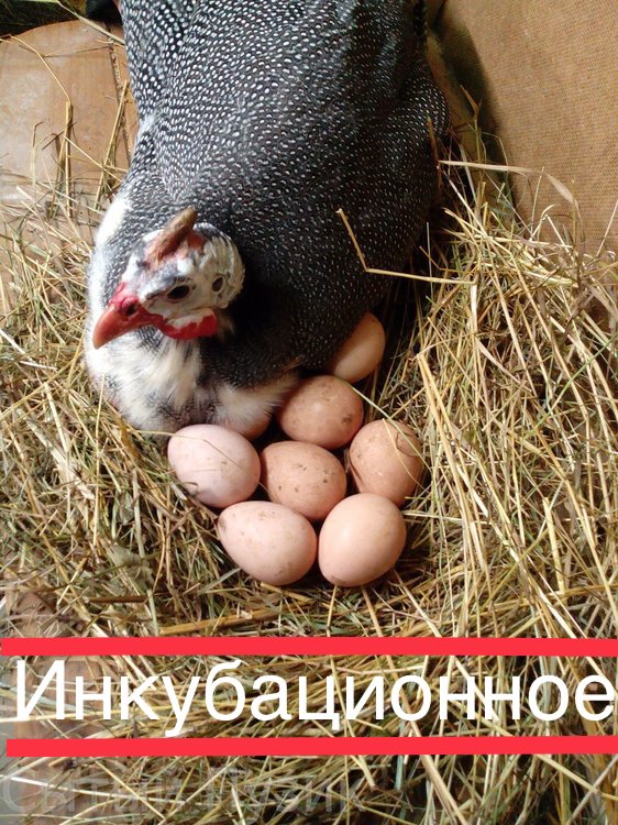 Продам инкубационное яйцо фазана, цесарки, индейки