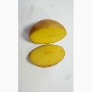 Семена картофеля сорта Ривьера