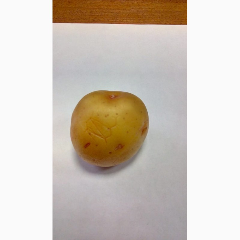 Фото 3. Семена картофеля сорта Ривьера