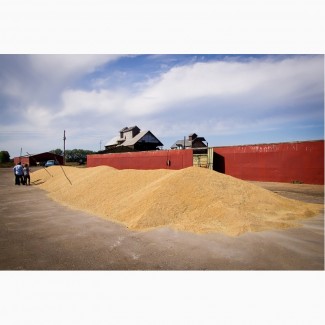 Продаем пшеницу (фураж)