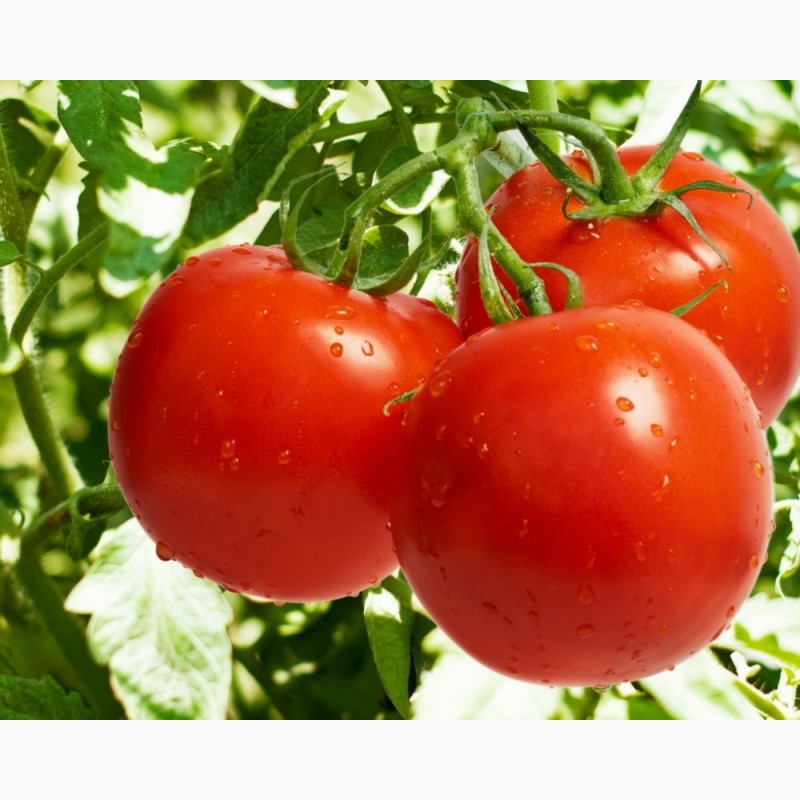 Фото 4. Покупаю огурцы и томаты у фермеров