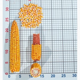 Кукуруза ЛГ 30179, ЛГ 30189, ЛГ 30215, ЛГ 30273, ЛГ 30315, ЛГ 30352, АДВЕЙ