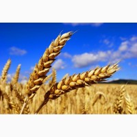 Пшеница оптом от 20 тонн